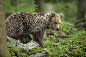 Naklejka na ściany i meble Young European brown bear