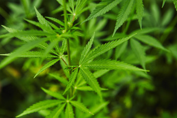 Green fresh marijuana leaves pattern