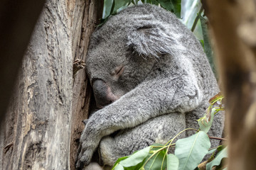 Obraz premium Koala
