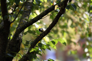 Spatz auf einer Birke