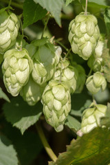 Fototapeta premium Wild wachsender Hopfen in der Nahaufnahme