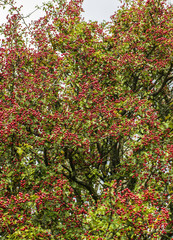 Thousands of winter berries for birds to eat