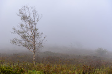 Obraz na płótnie Canvas 霧に霞む木々