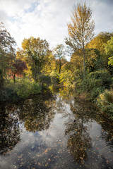 Autumn trees