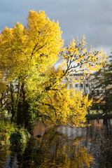 Autumn trees