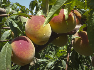 Naklejka premium Beautiful and fragrant peaches on the branches of a tree in the sunlight