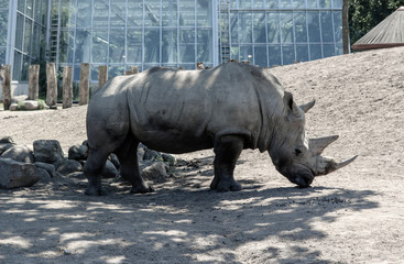 Obraz premium white rhinoceros in zoo