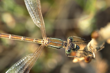 Dragonfly eating small insect, macro. A successful dragonfly hunting.