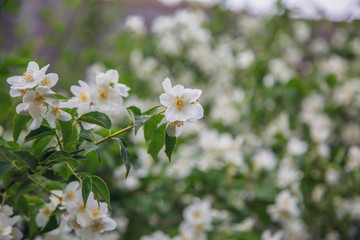 white flowers of a tree