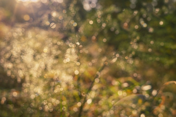 Natural  warm autumn abstract  background.