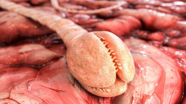 Detailed fish tapeworm under the microscope-3d rendering