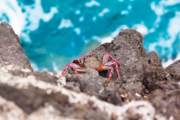 Crab on Cliff Edge by the Sea / View down to crab species Grapsus adscensionis at rock cliff, Tenerife, Canary Islands (copy space)