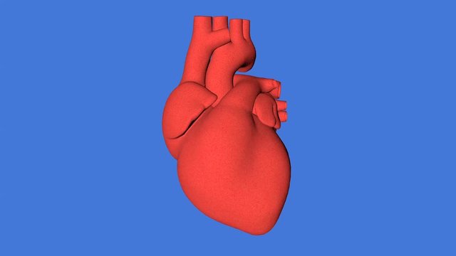 Beating human heart with green screen and copy-space for text. Heart beat rhythmic action. Heart functioning anatomy for medical students.