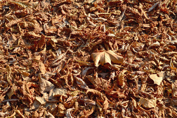 A layer of brown leaves fallen from the trees because of the heat on a sunny day, texture for background