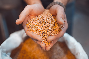 Malt in the hands of the brewer close-up. Holds grain in the palms of your hands