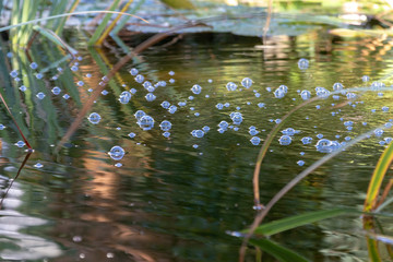 bubbles on the water in pond