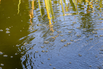bubbles on the water in pond
