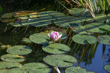 water lily in a pond
