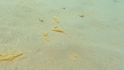 Photo underwater sandy bottom of the black sea in summer