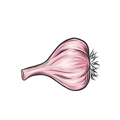 Garlic vector outline illustration. Vegetable food concept. For poster, banner, logo, icon, sticker, menu design, restaurants, cafe, receipe book, farm product, garlic dressing