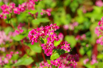 赤そば畑（赤そばの里）