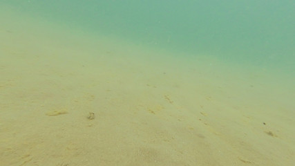 Photo underwater sandy bottom of the black sea in summer