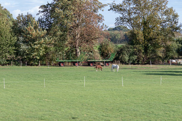 Fototapeta na wymiar Horses on a willow under blue sky in autumn