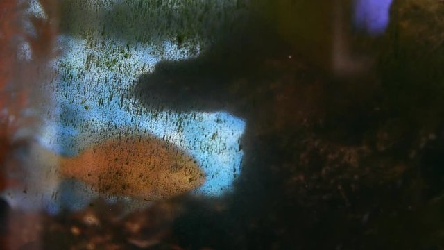 aquarium with fish in a dirty, dirty condition close up