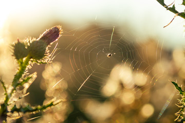 Spider on spider web summer day field