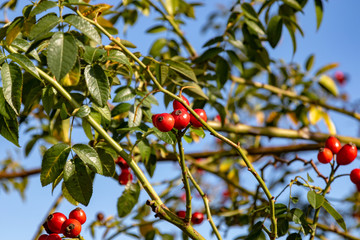 rosehips hanging at the bush in front of blue sky 