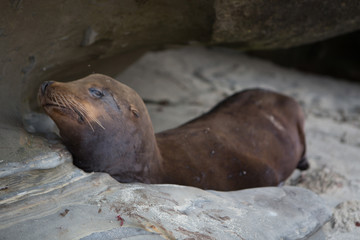 Sealions