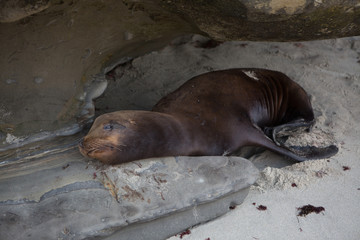 Sealions