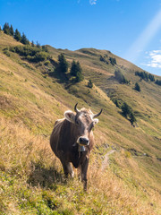 Schweizer Kuh (Braunvieh) auf Alpwiese
