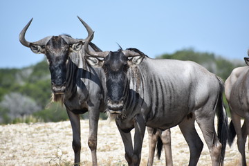 Wildebeest Portrait Close Up