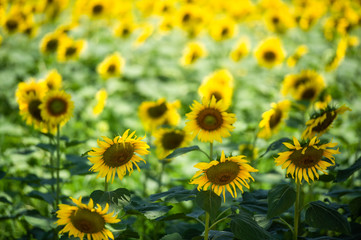 The sunflowers at the morning