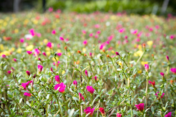 Flower carpet / 花のカーペット
