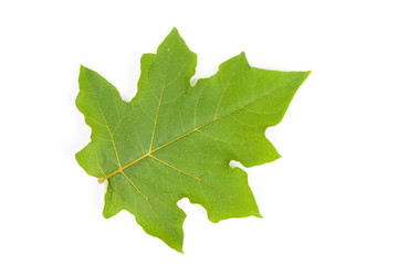 Green leave nature on white background