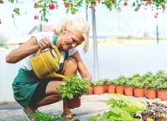 Senior Florist watering a plants