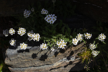 Alpine flower Achillea nana (Dwarf alpine yarrow) at 2600 m. of altitude. The plants of the genus...