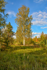 Sunny autumn evening in the country.Shadows from the setting sun.