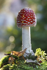 Fliegenpilz (Amanita muscaria) Giftpilz