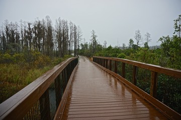 Obraz premium Okefenokee National Wildlife Refuge, GA: A section of the boardwalk leading to the Observation Tower in the 402,000‑acre Okefenokee National Wildlife Refuge, on a rainy day.