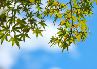 Green lmaple leaves with blue sky background.