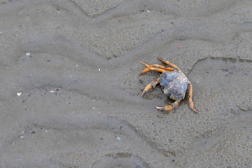 crab on the beach