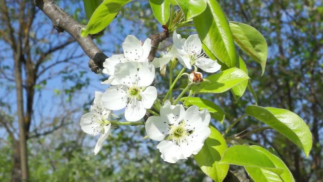 White Flowers And Green Leaves On A Branch Of A Pear Tree