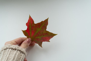 Red maple leaf in female hand