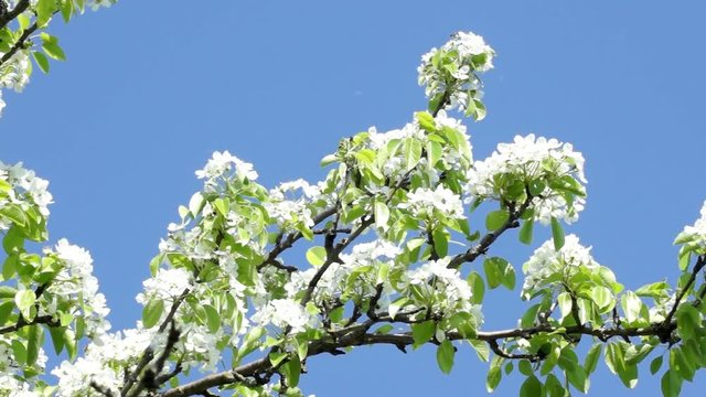 The Branches Of Blooming Pear Tree On A Sunny Day