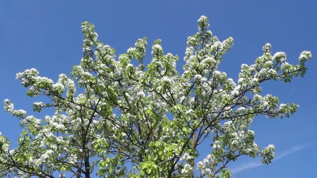 Blooming Pear Tree Against The Blue Sky