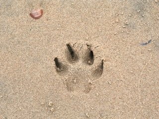 Urlaub mit Hund am Meer 