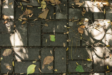 Yellow leaves on the sidewalk of city park.
